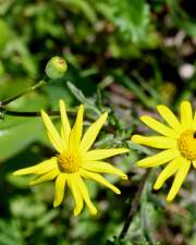 Fotografia da espécie Senecio gallicus