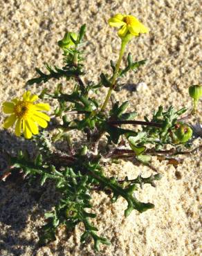 Fotografia 8 da espécie Senecio gallicus no Jardim Botânico UTAD