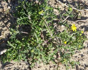 Fotografia da espécie Senecio gallicus