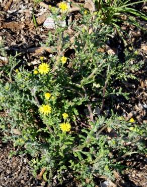 Fotografia 10 da espécie Senecio gallicus no Jardim Botânico UTAD