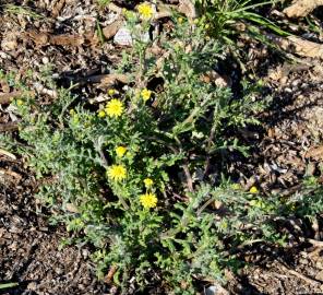 Fotografia da espécie Senecio gallicus