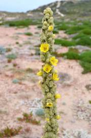 Fotografia da espécie Verbascum litigiosum