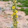 Fotografia 6 da espécie Verbascum litigiosum do Jardim Botânico UTAD