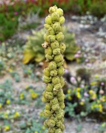 Fotografia da espécie Verbascum litigiosum