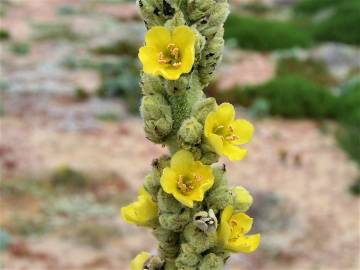 Fotografia da espécie Verbascum litigiosum