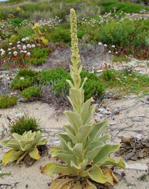 Fotografia 11 da espécie Verbascum litigiosum no Jardim Botânico UTAD