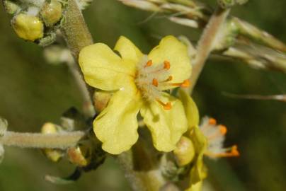 Fotografia da espécie Verbascum pulverulentum