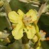 Fotografia 3 da espécie Verbascum pulverulentum do Jardim Botânico UTAD