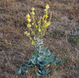 Fotografia da espécie Verbascum pulverulentum