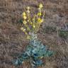 Fotografia 5 da espécie Verbascum pulverulentum do Jardim Botânico UTAD