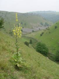 Fotografia da espécie Verbascum pulverulentum