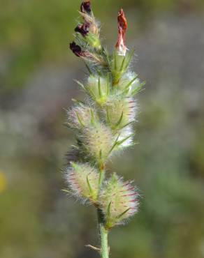 Fotografia 8 da espécie Onobrychis humilis no Jardim Botânico UTAD