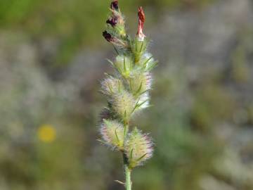 Fotografia da espécie Onobrychis humilis