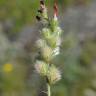 Fotografia 8 da espécie Onobrychis humilis do Jardim Botânico UTAD