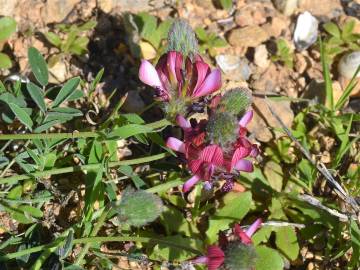 Fotografia da espécie Onobrychis humilis