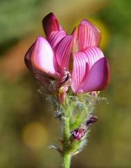 Onobrychis humilis