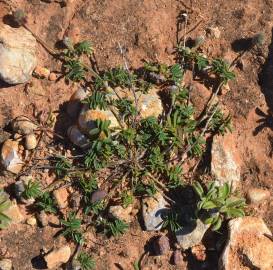 Fotografia da espécie Onobrychis humilis