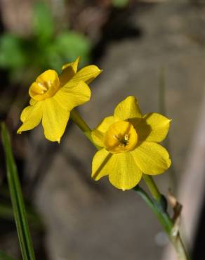Fotografia 3 da espécie Narcissus jonquilla no Jardim Botânico UTAD