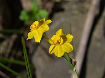 Fotografia da espécie Narcissus jonquilla