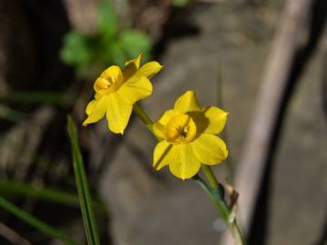 Fotografia da espécie Narcissus jonquilla