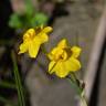 Fotografia 3 da espécie Narcissus jonquilla do Jardim Botânico UTAD
