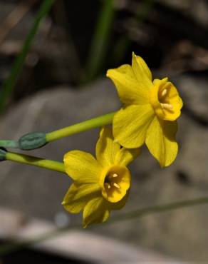 Fotografia 5 da espécie Narcissus jonquilla no Jardim Botânico UTAD