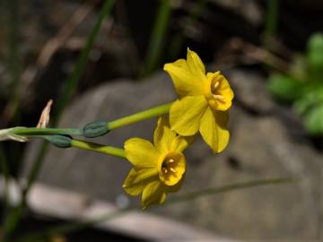 Fotografia da espécie Narcissus jonquilla