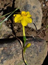 Fotografia da espécie Narcissus jonquilla