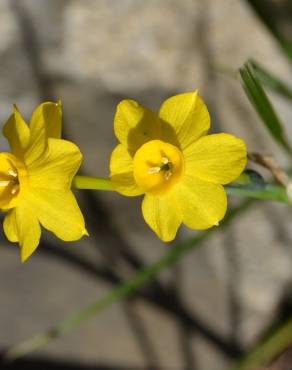 Fotografia 7 da espécie Narcissus jonquilla no Jardim Botânico UTAD