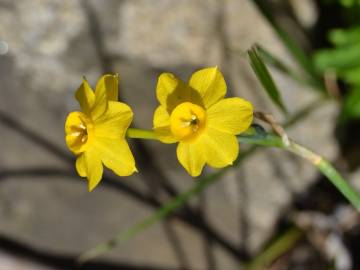 Fotografia da espécie Narcissus jonquilla