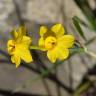 Fotografia 7 da espécie Narcissus jonquilla do Jardim Botânico UTAD