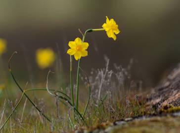 Fotografia da espécie Narcissus jonquilla