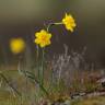 Fotografia 8 da espécie Narcissus jonquilla do Jardim Botânico UTAD