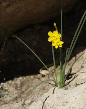 Fotografia 9 da espécie Narcissus jonquilla no Jardim Botânico UTAD