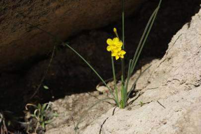 Fotografia da espécie Narcissus jonquilla