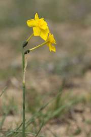 Fotografia da espécie Narcissus jonquilla