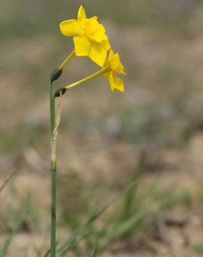Fotografia 10 da espécie Narcissus jonquilla no Jardim Botânico UTAD