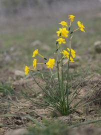 Fotografia da espécie Narcissus jonquilla