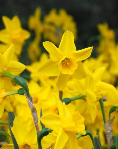 Fotografia de capa Narcissus jonquilla - do Jardim Botânico