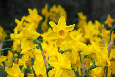 Fotografia da espécie Narcissus jonquilla