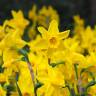 Fotografia 1 da espécie Narcissus jonquilla do Jardim Botânico UTAD