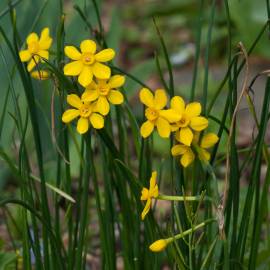 Fotografia da espécie Narcissus jonquilla