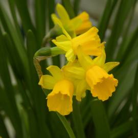 Fotografia da espécie Narcissus jonquilla