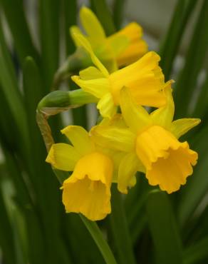 Fotografia 13 da espécie Narcissus jonquilla no Jardim Botânico UTAD