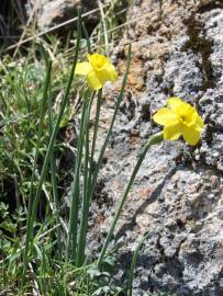 Fotografia da espécie Narcissus rupicola