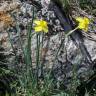 Fotografia 4 da espécie Narcissus rupicola do Jardim Botânico UTAD