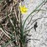 Fotografia 5 da espécie Narcissus rupicola do Jardim Botânico UTAD
