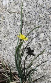 Fotografia da espécie Narcissus rupicola