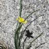 Fotografia 6 da espécie Narcissus rupicola do Jardim Botânico UTAD