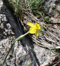 Fotografia da espécie Narcissus rupicola